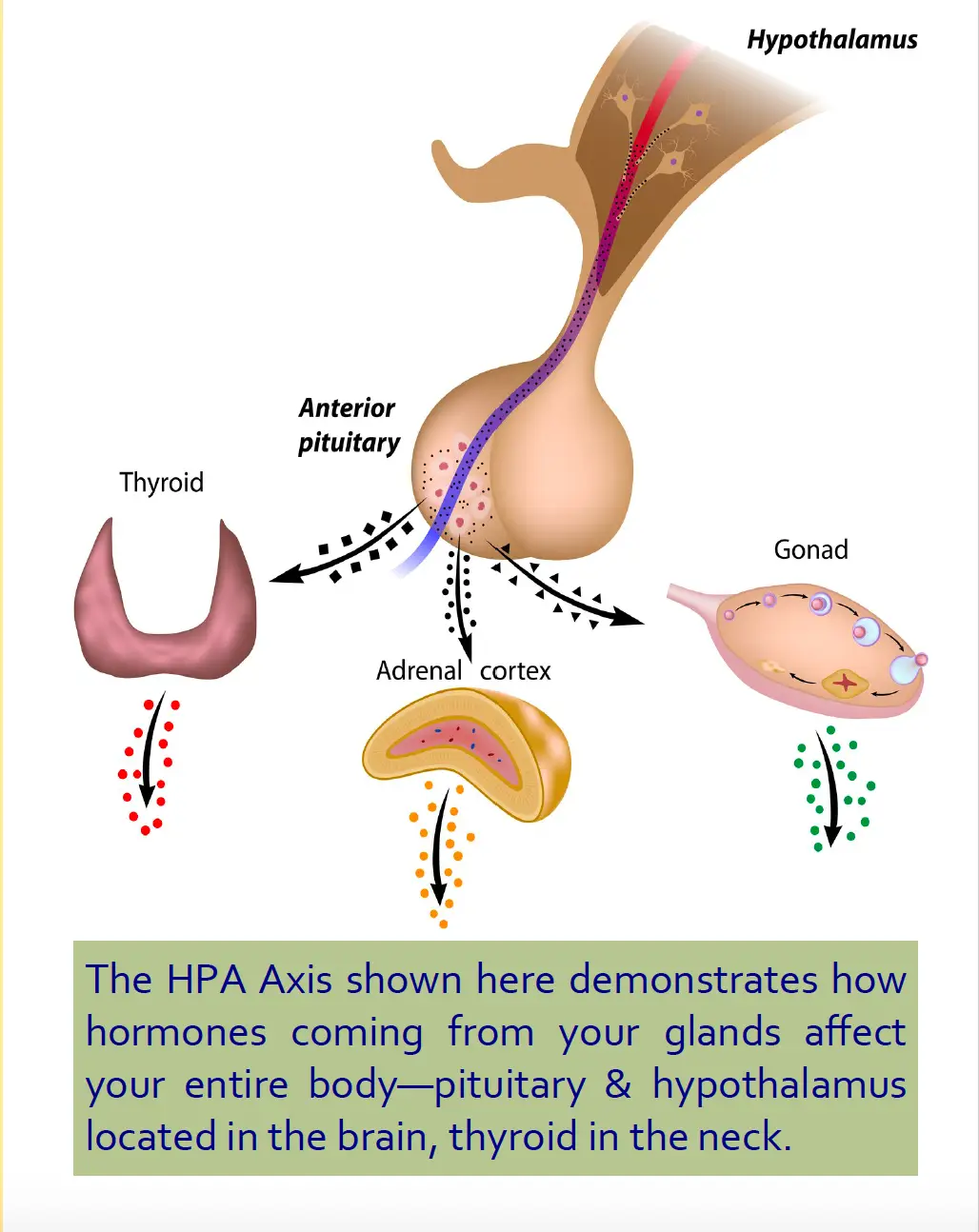 Holistic fertility treatment